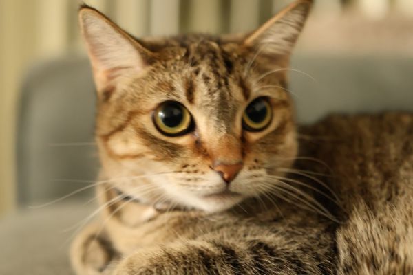 2 years old cat for adoption