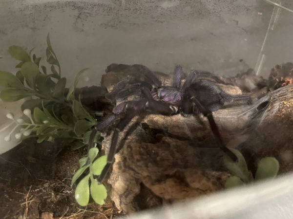 Dominican Purple Tarantula