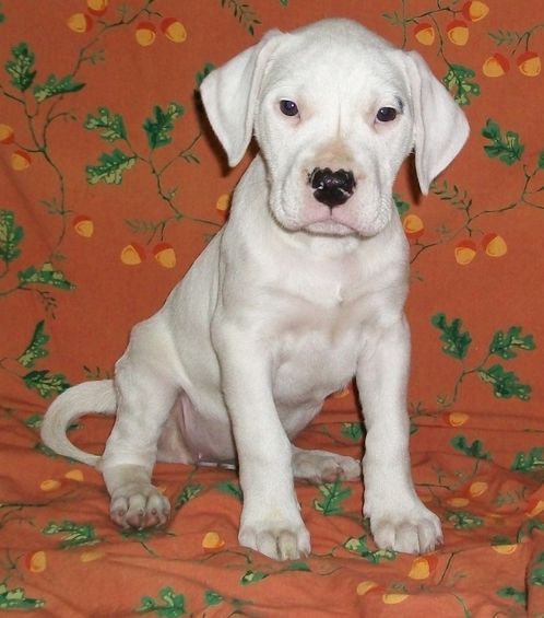 Dogo Argentino puppies