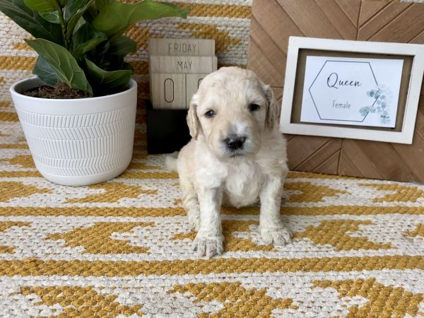 Double Doodle Puppies