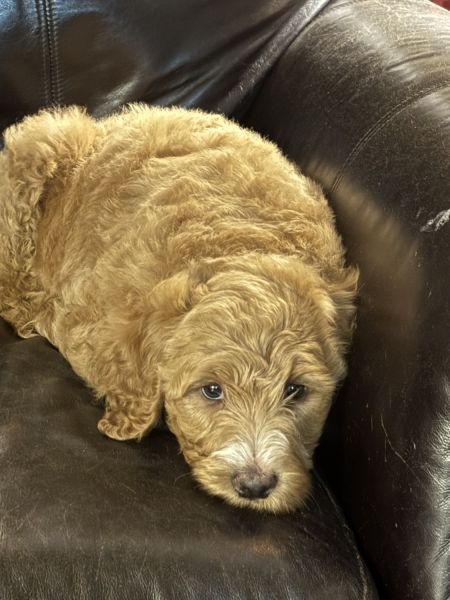 Puppies need a forever home