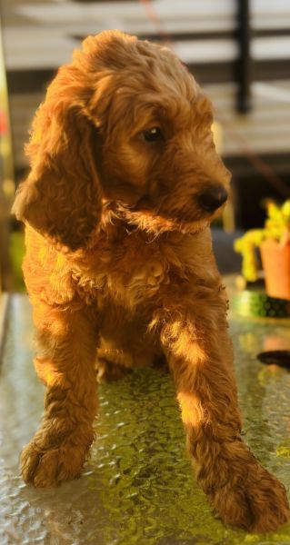 Double Doodles ready today