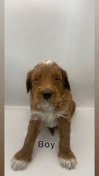 Adorable Double Doodle Puppies – Hypoallergenic & Family Raised | Read