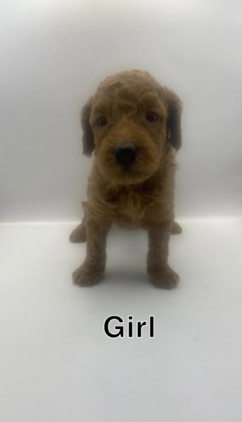 Adorable Double Doodle Puppies – Hypoallergenic & Family Raised | Read