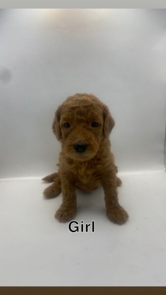 Adorable Double Doodle Puppies – Hypoallergenic & Family Raised | Read