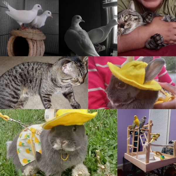 Selling All My Beautiful Animals