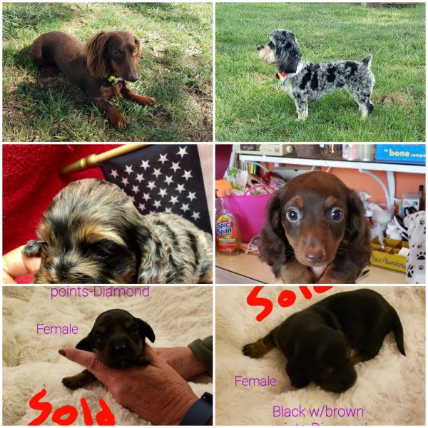 Doxicockapoo puppies for sale!