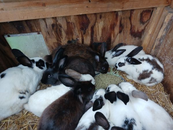 Bunnies for sale