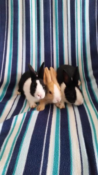 Rabbits forsale