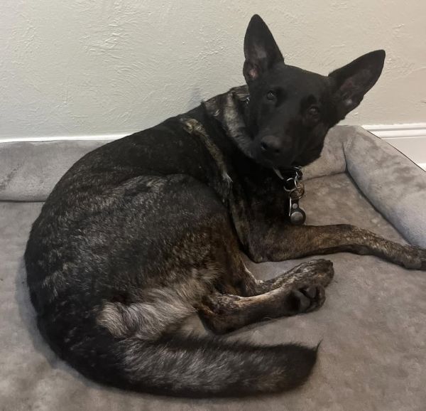 Winter Dutch shepherd female