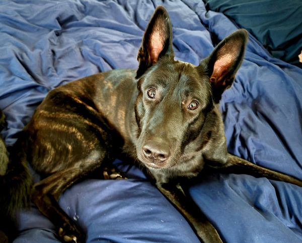 Zeus-male shepherd brindle 1 year and 2 months old