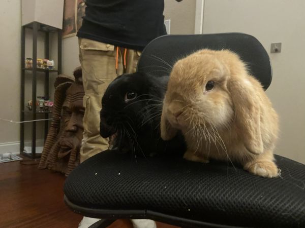 Two Miniature Lobs need a new home!