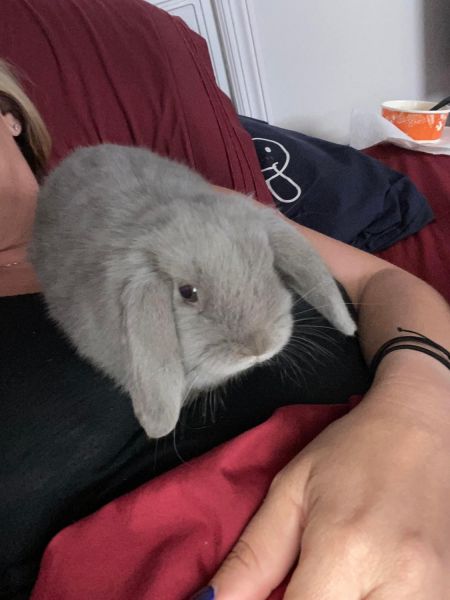 Beautiful Rabbit for sale