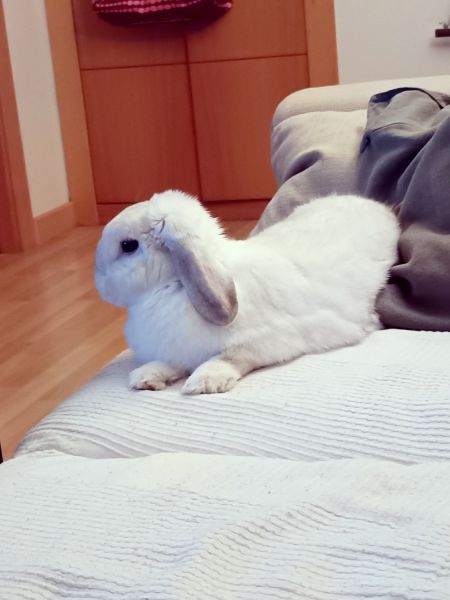 Lilo. Joven conejo belier enano blanco.