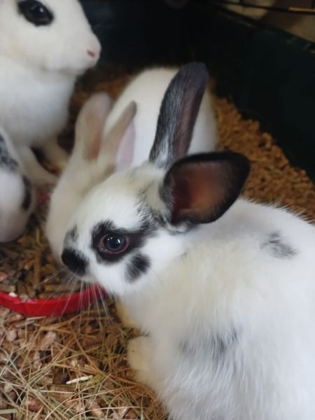 Adorable Baby Bunnies