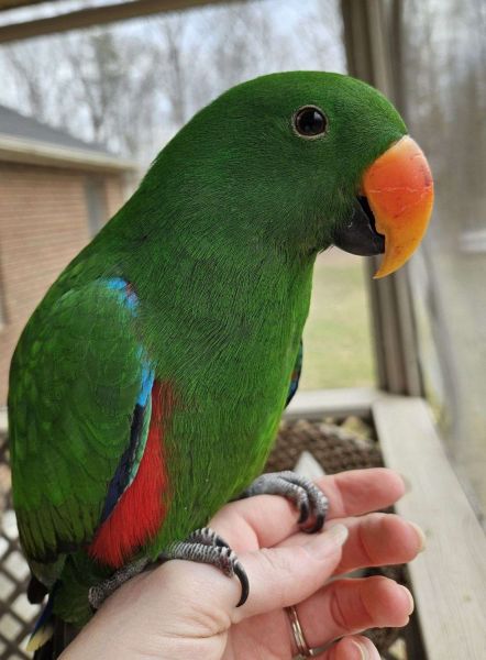 Fully Hand reared eclectus parrot for Sale