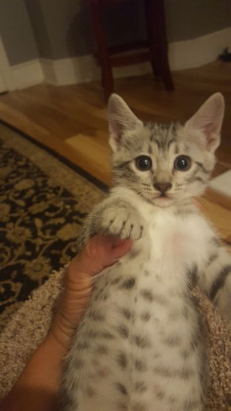 Egyptian Mau kittens