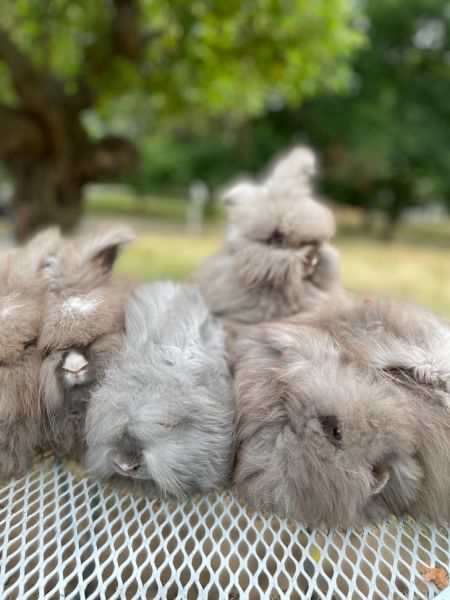English Angora Bunnies (kits) available