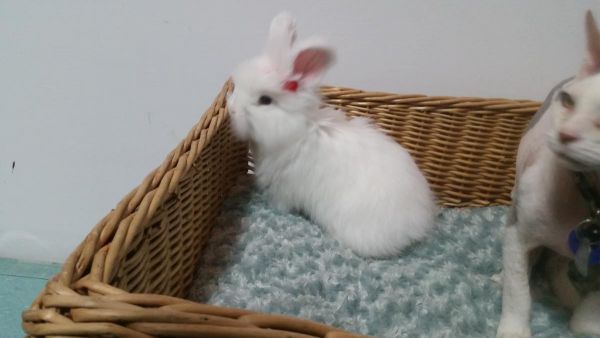 White fluffy wally bunny