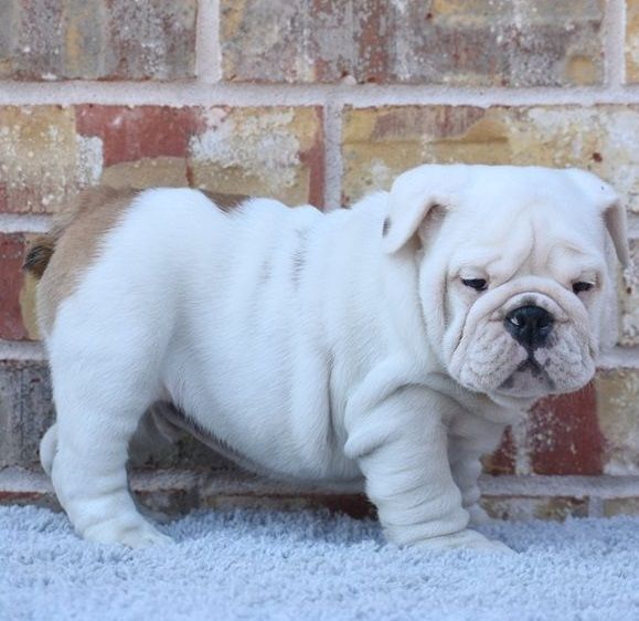 (Milan) English Bulldog Pups.......