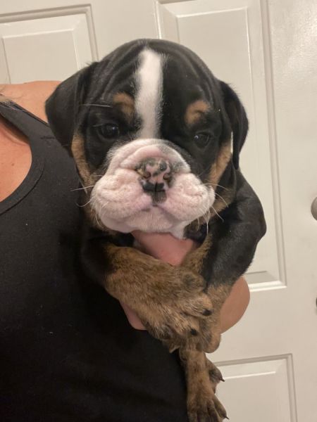 AKC English Bulldog Puppies
