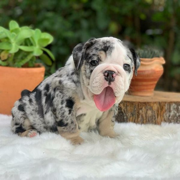 English Bulldogs for Rehoming