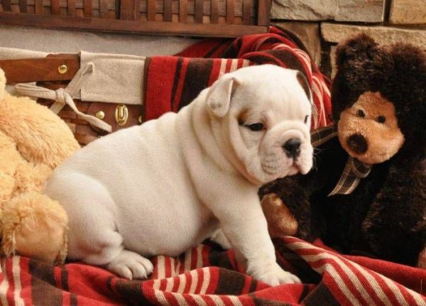 English Bulldog Puppies