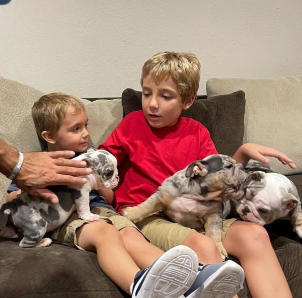 Akc registered English Bulldog Puppies