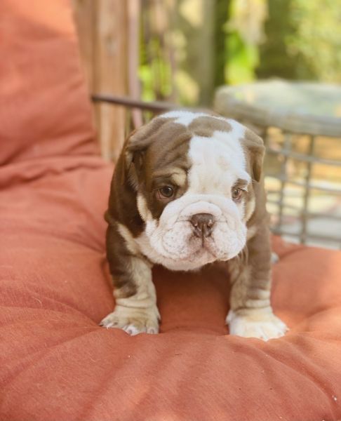 English bulldog akc pups for sale