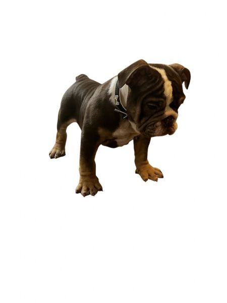 Chocolate tri male English bulldog !!