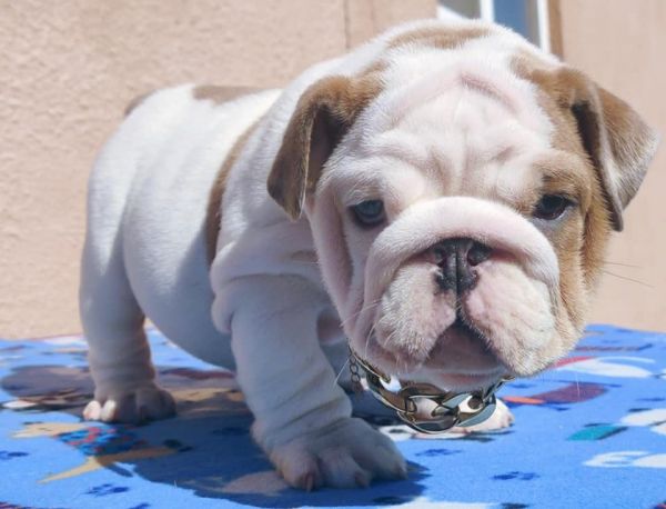 13 Weeks old English Bulldog Puppies