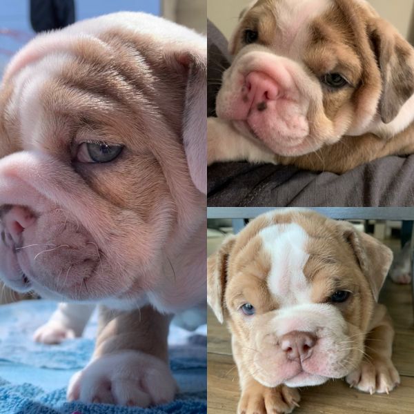 English Bulldog AKC