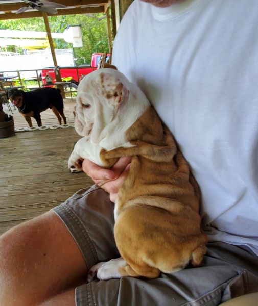 English bulldog 1 male born 4-17-2022 will $1000