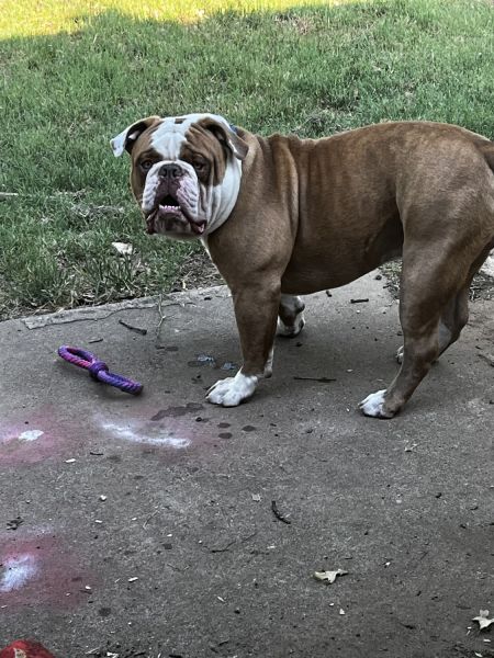 Male Bulldog