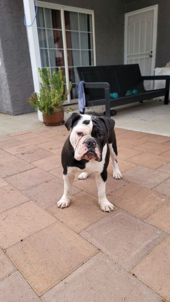 I have a9 months old english bulldog