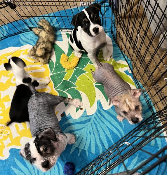 English Bulldog x Chinese Crested mix