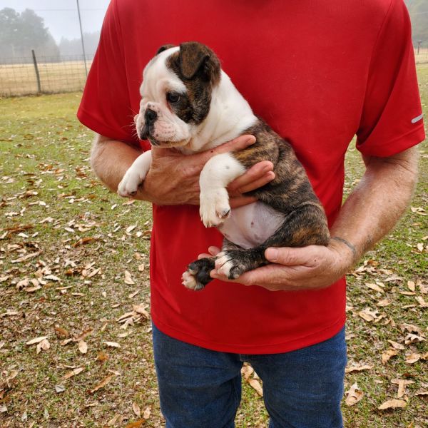 English bulldog pups