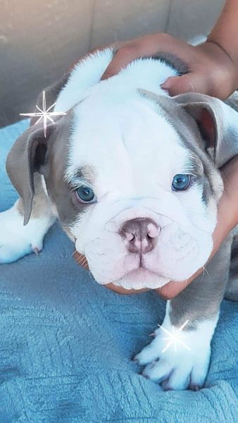 Lilac tri English Bulldogs