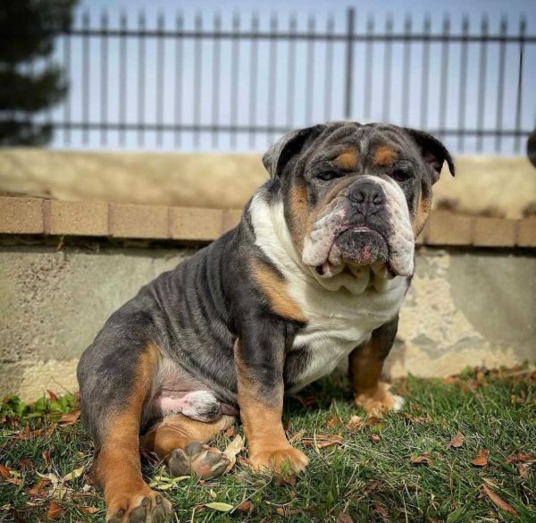 Need to rehome this sweet boy