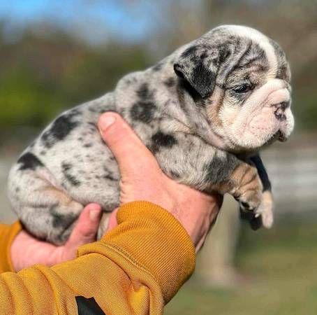 English bulldog rehoming