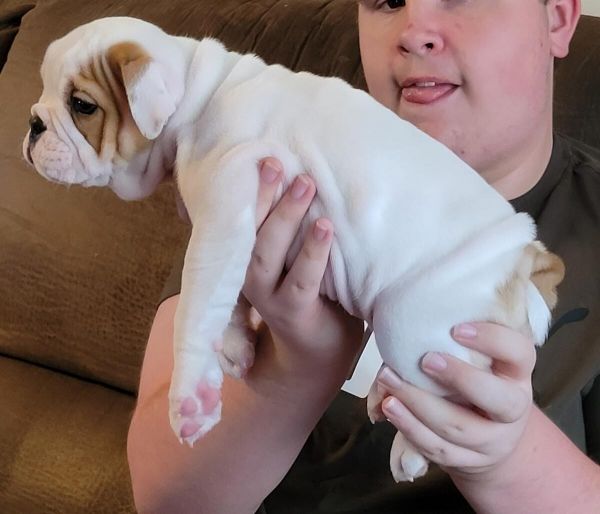 Amazing English Bulldog puppies
