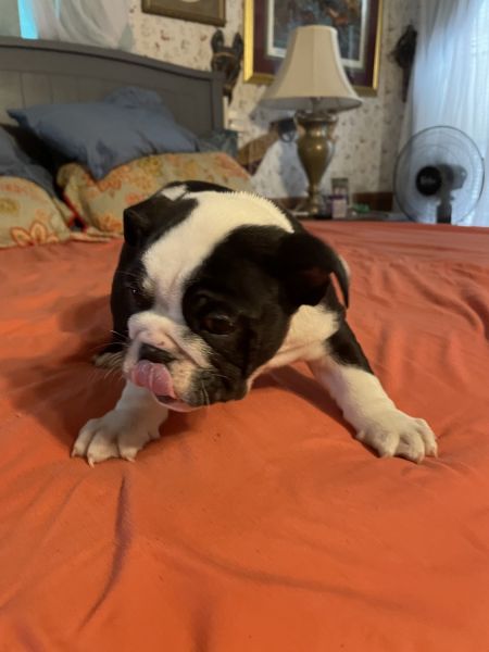AKC English Bulldog Male puppy