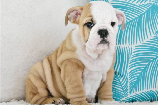 STUNNING ENGLISH BULLDOG PUPPIES