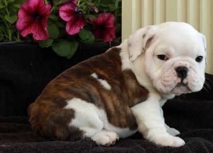 Sweet Little english bulldog puppies