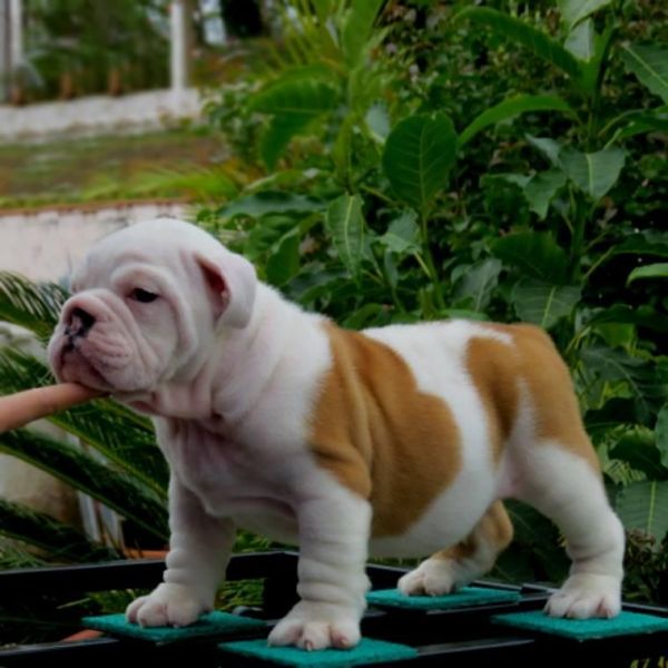 AKC English Bulldog puppies
