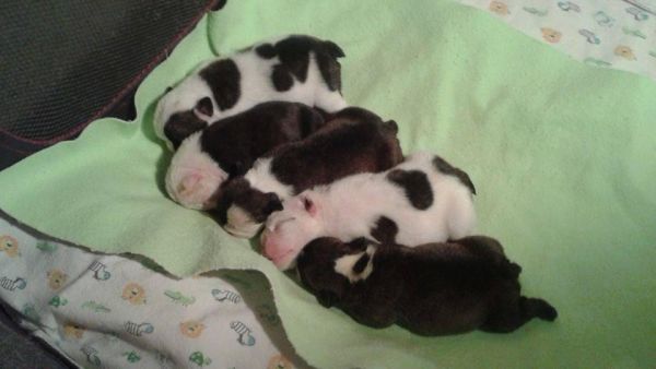 AKC English Bulldogs