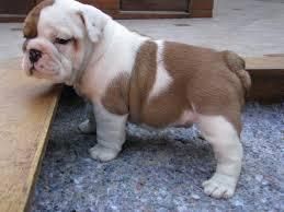 English Bulldog