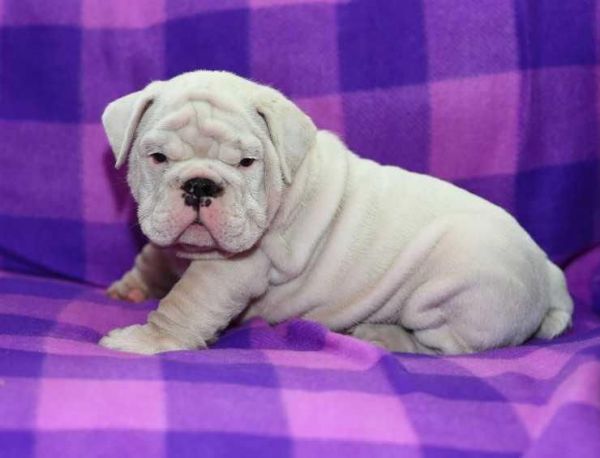 English Bulldog Puppies Available