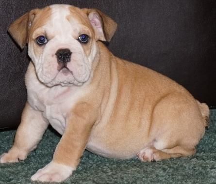 Affectionate English Bulldog Puppies Ready!!!!!