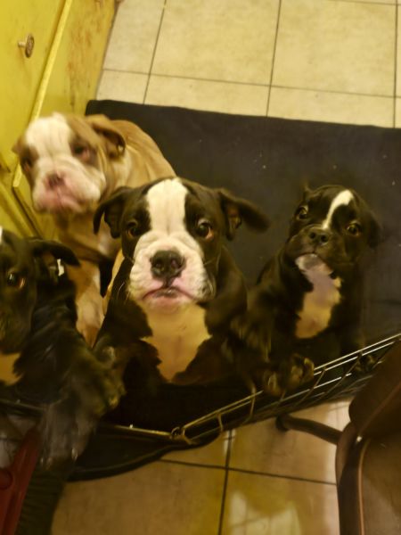AKC & fully vaccinated English bulldogs
